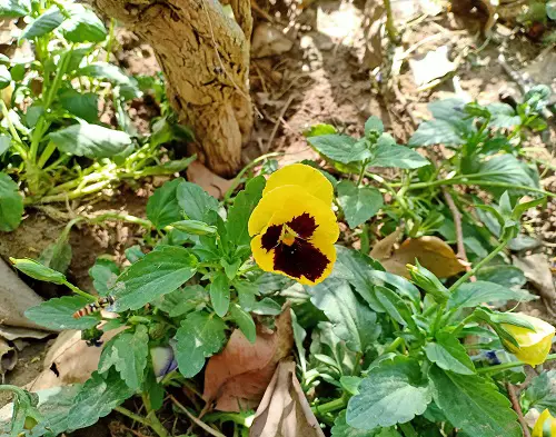 Plants to Grow Under Big Trees 2