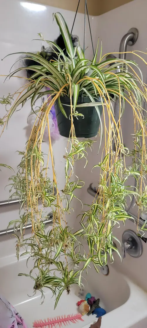 Plants That Produce Hanging Offsets