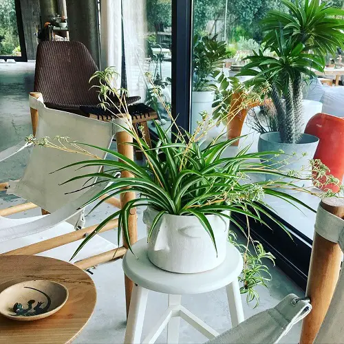 indoor Flowers That Grow in dark