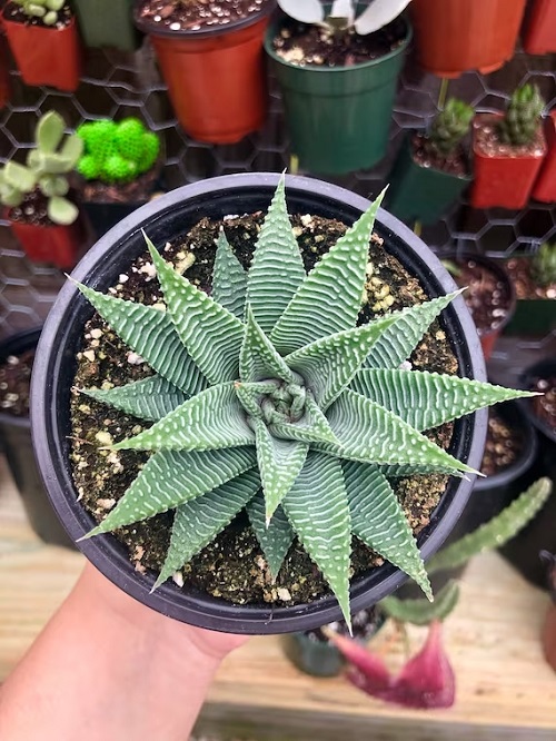 Plants that Look Like Starfish 3