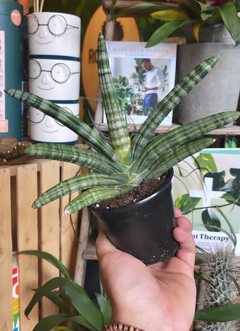 Starfish like plants 