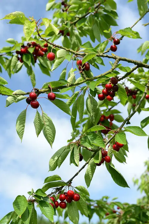 fruit trees that grow quickly