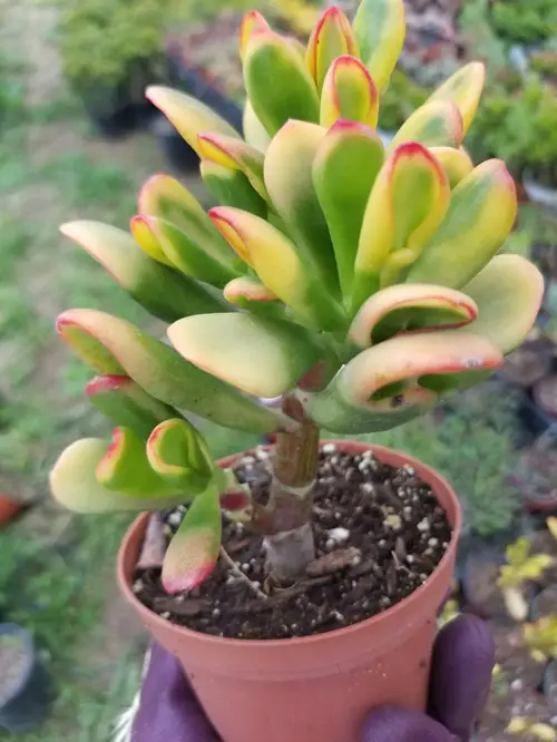 Crassula ovata ‘Hobbit’