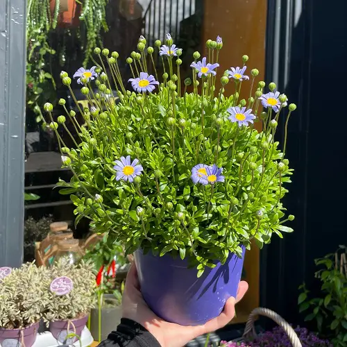 Pale Blue Flowers for Containers