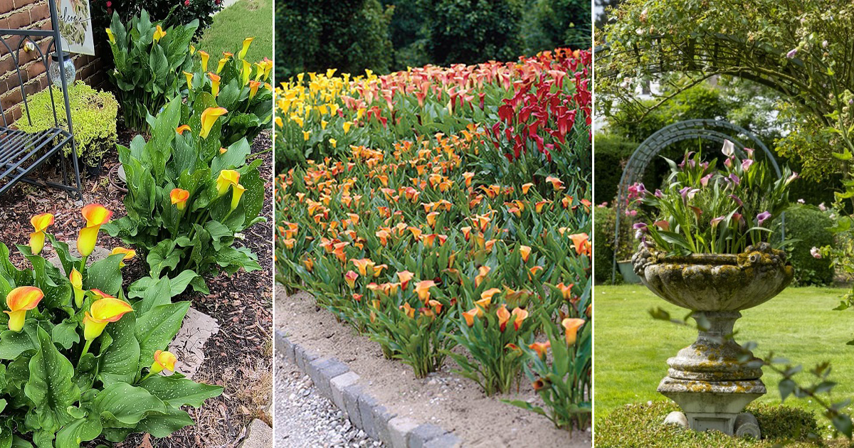 11 Beautiful Calla Lily Arrangement Ideas in Garden | Balcony Garden Web