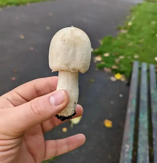 Mushrooms That name M 2