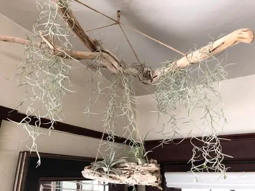 Air plant display ideas