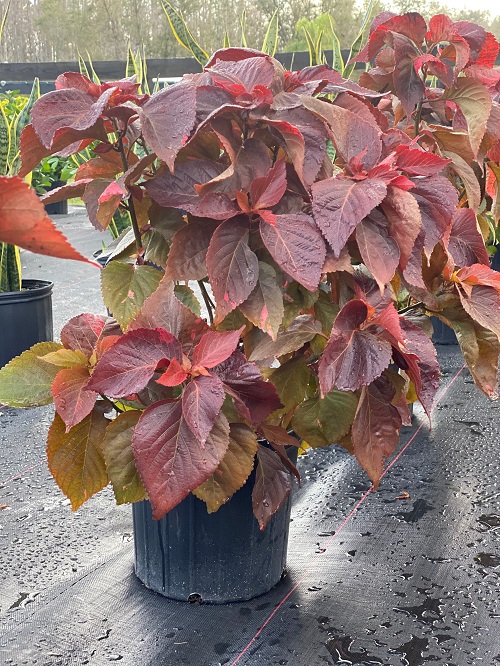  Colorful Plants in Florida garden 6
