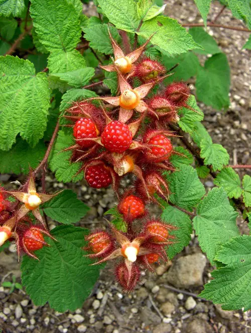 red berries vine