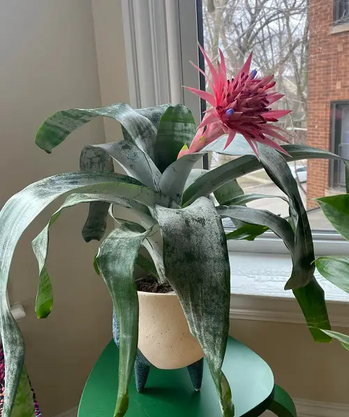 Plants That Look Like Pineapple Tops 6
