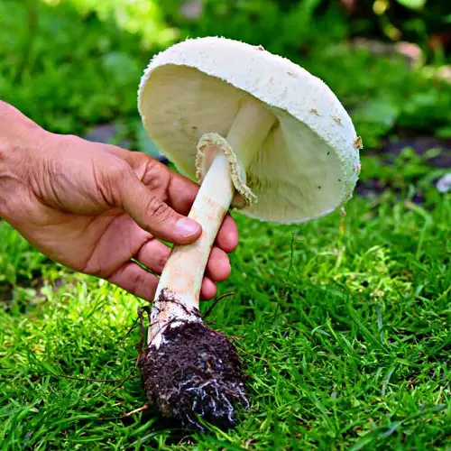 Mushrooms That name M 