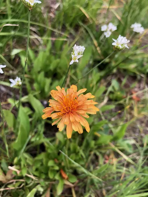 Flowers That Look Like Dandelions But Are Not 2