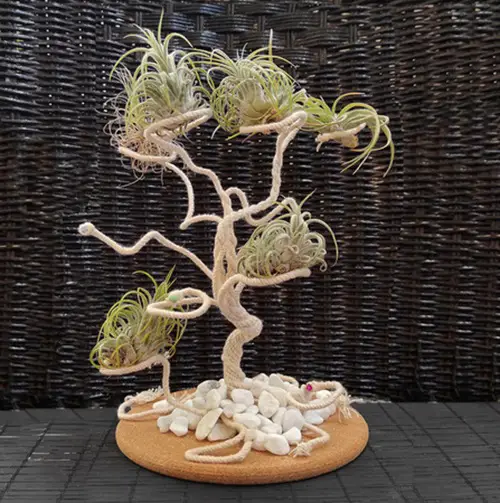 Air Plant Tree