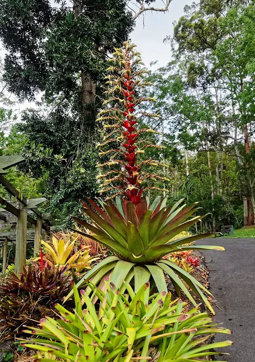 Plants That Look Like Pineapple Tops 7