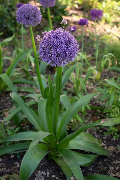 Plants Resembling Tulip Leaves 