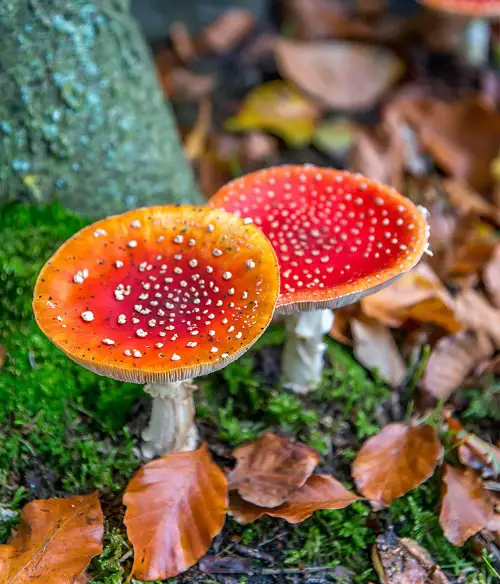 Mushrooms That named with M 3