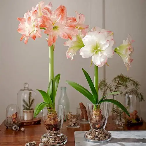 Plants That Look Like Tulip Leaves