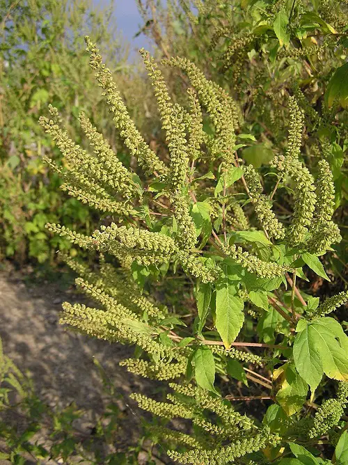 Weeds That Look Like Trees 5