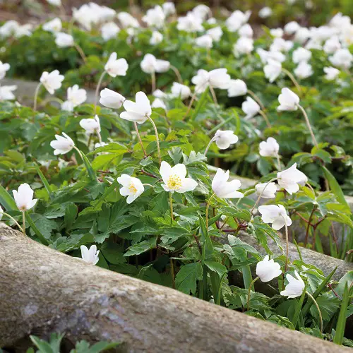 Swedish Flowers