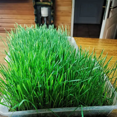 Edible Grasses dog can eat