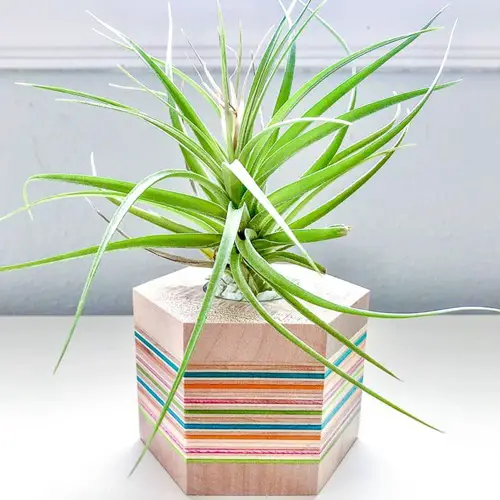Cute Air Plant Stands