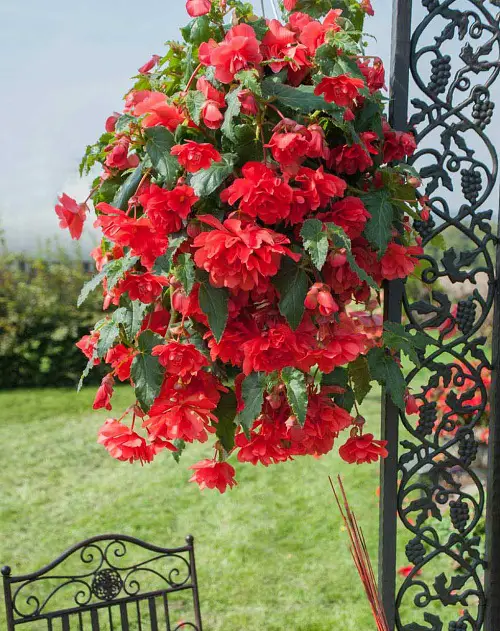 beautiful Flowers that begin with B
