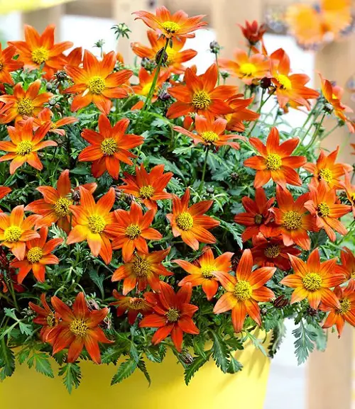Flowers That Look Like Fire 8