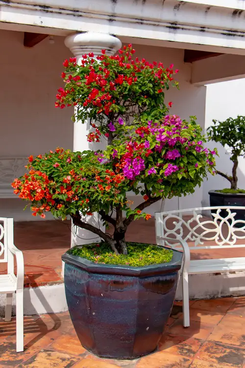 Most Colorful Plants in Florida