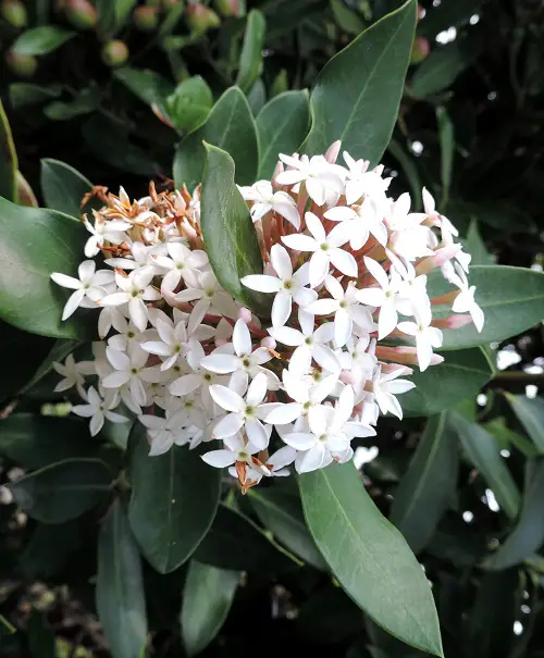 South African Fragrant Flowers 