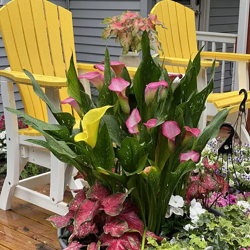 Calla Lily Arrangement 