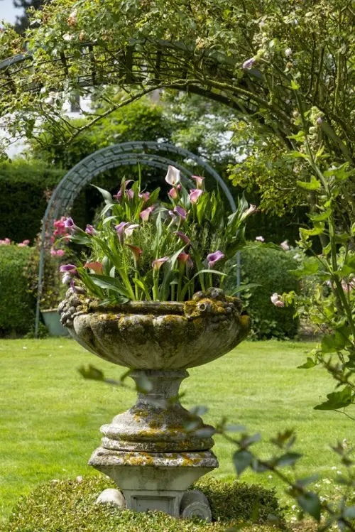 Calla Lily in Goblet Pot