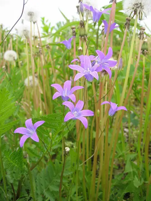 Swedish Flowers to grow 3