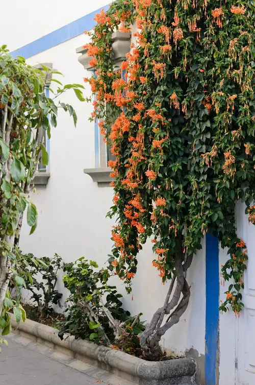 Cape Honeysuckle vine