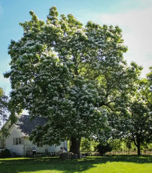 Fast Growing Shade Trees in California 9