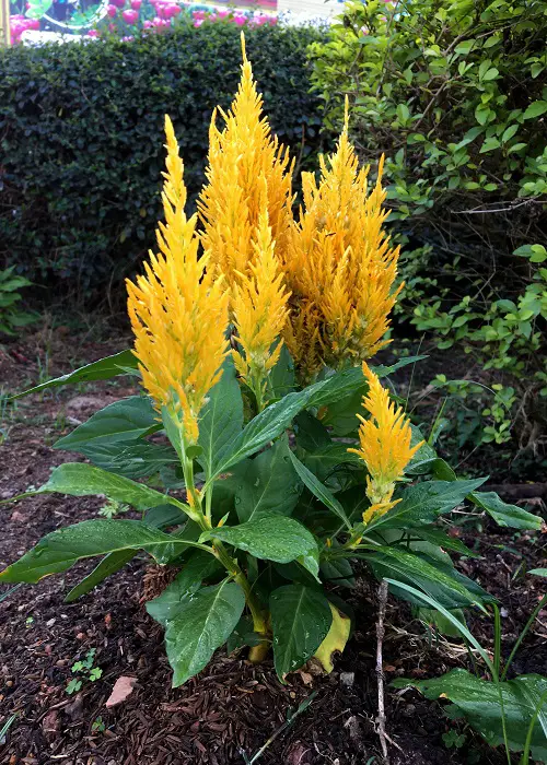 Nigerian Flowers 7
