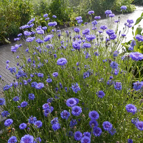 top Best Cool Season Annuals