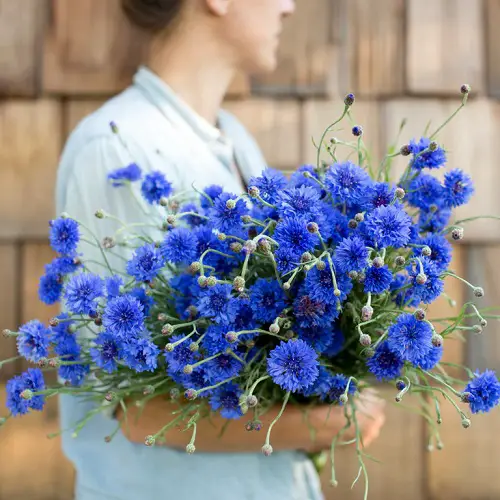 Swedish Flowers to grow 