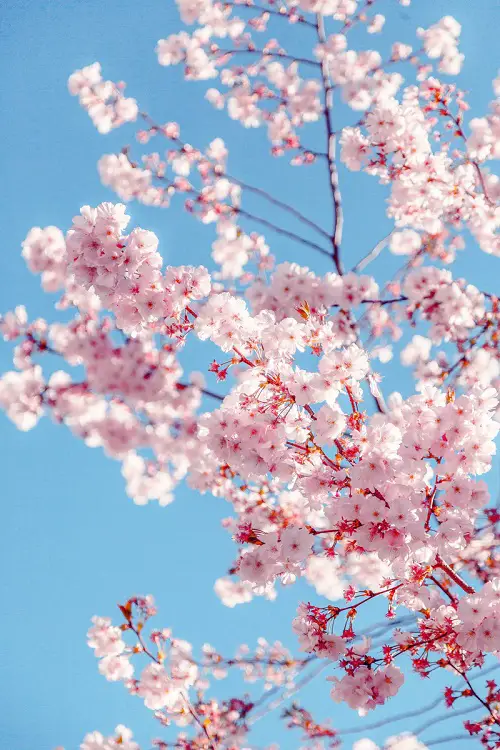 cherry blossum flowers as Feminine Flowers