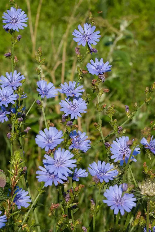 Flowers That Look Like Dandelions 11