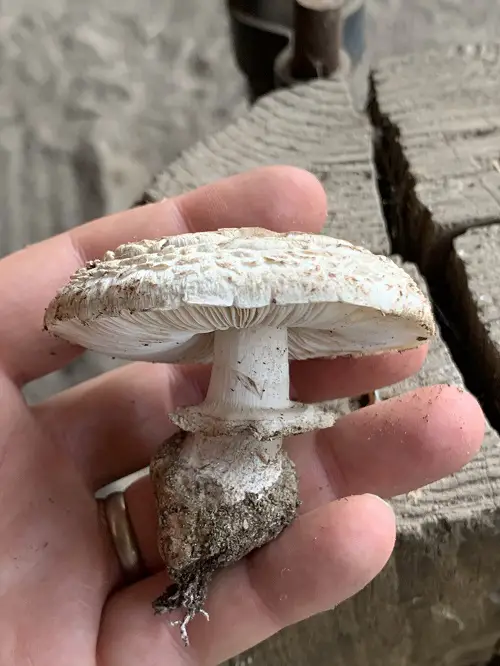 Poisonous Mushrooms in Tennessee 3