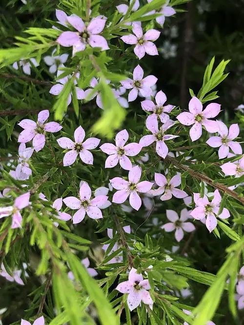 Beautiful South African Fragrant Flowers 