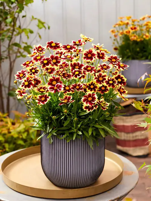  Colorful Plants in Florida garden 3