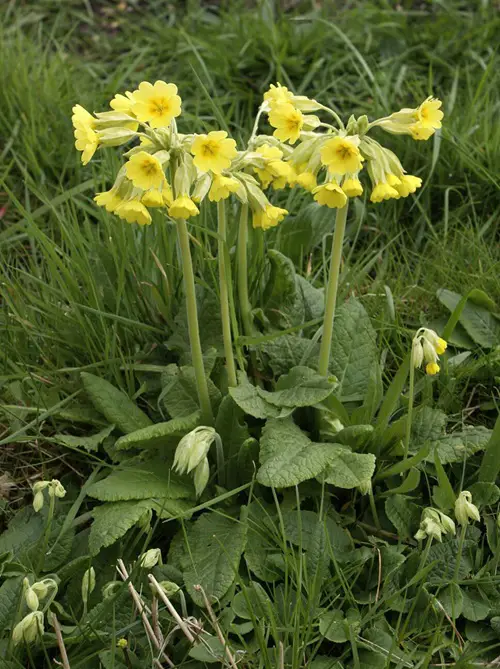 Cowslip Best German Flowers
