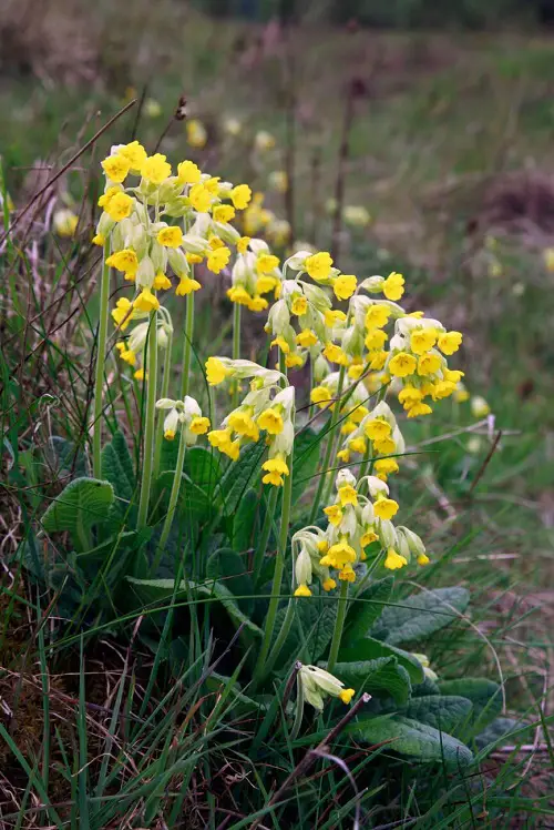 Swedish Flowers to grow outside