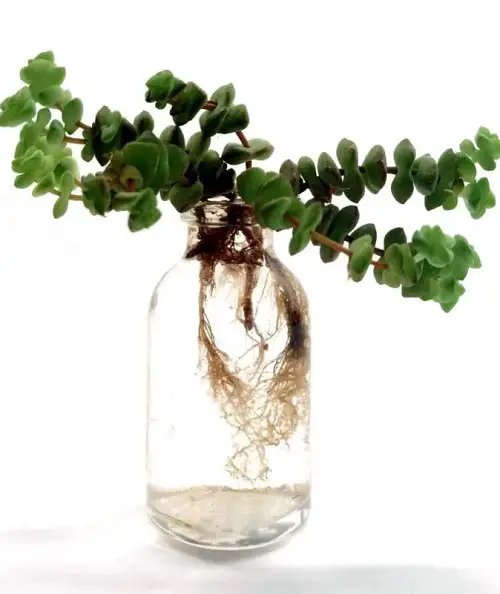 Jade Succulent Varieties Grow in Water