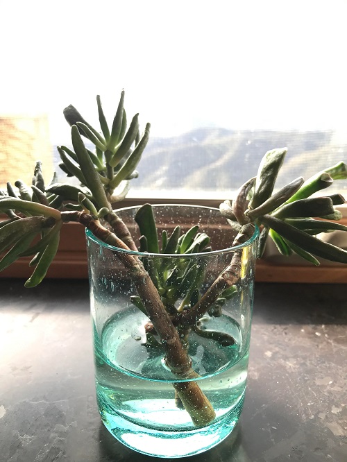 Jade Plant Varieties 4