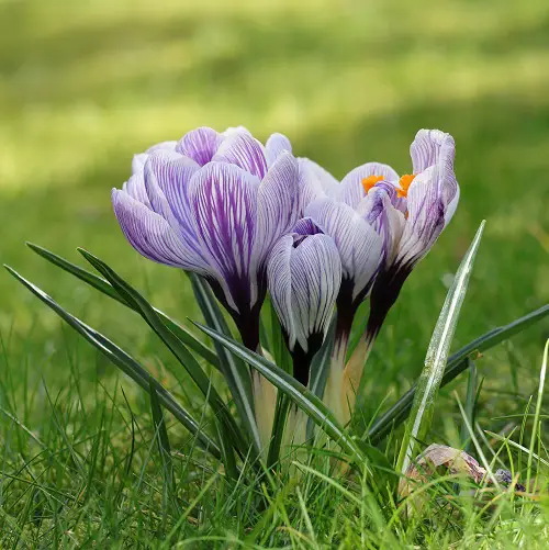 Plants That Remind Them of Tulip Leaves