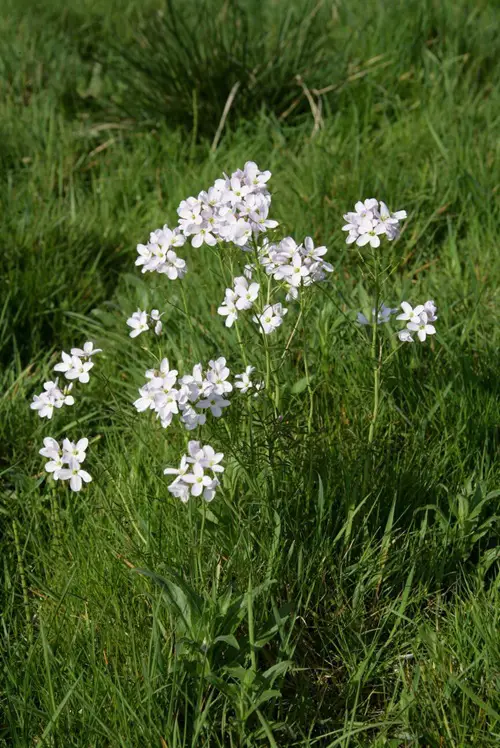 Cuckoo Flower Best German Flowers