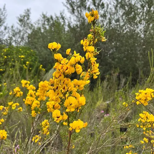 Fragrant Flowers From South Africa 1