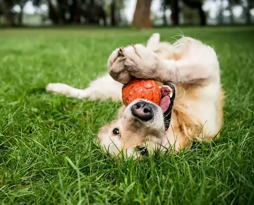 Dog-Friendly Edible Grasses 2